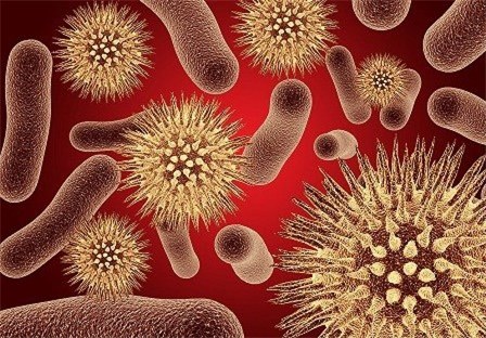 این باکتری عمرتان را جاودانه می کند!